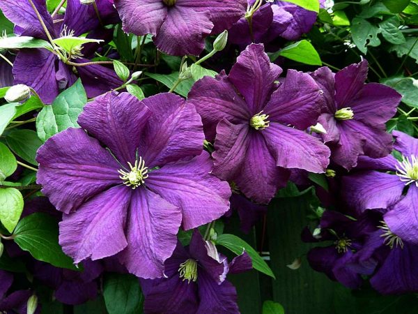 Clematis etoile fialové pristátie Clematis etoile fialové pristátie