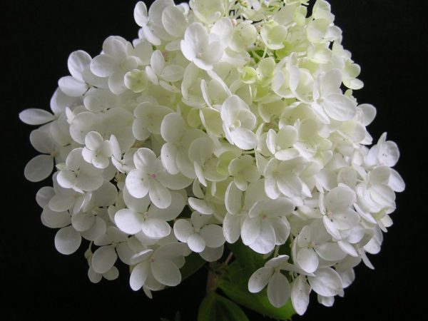 Fotografia Hydrangea paniculata grandiflora Fotografia Hydrangea paniculata grandiflora