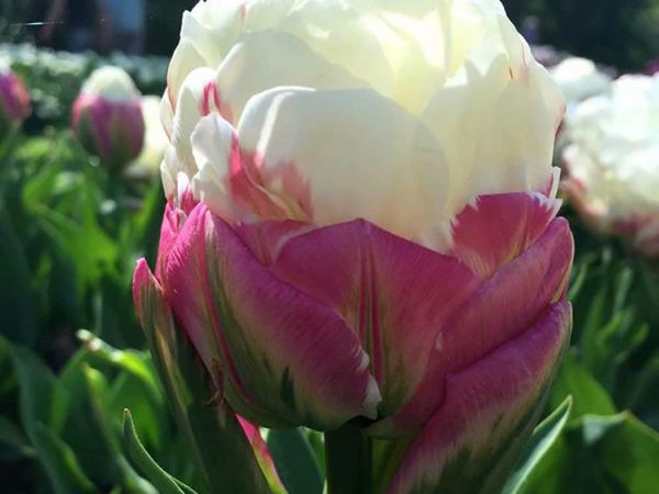 Zmrzlinový tulipán Zmrzlinový tulipán