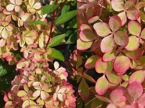 Hydrangea paniculata pastelovozelená Hydrangea paniculata pastelovozelená