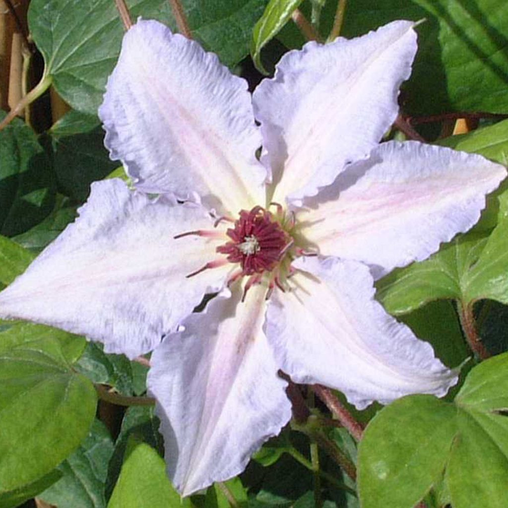 Snehová kráľovná Clematis