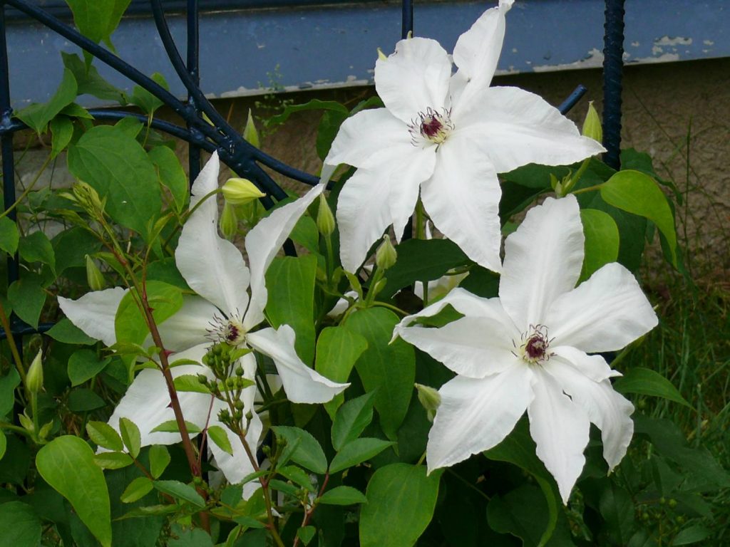Recenzie na Clematis Beauty Bride Recenzie na Clematis Beauty Bride