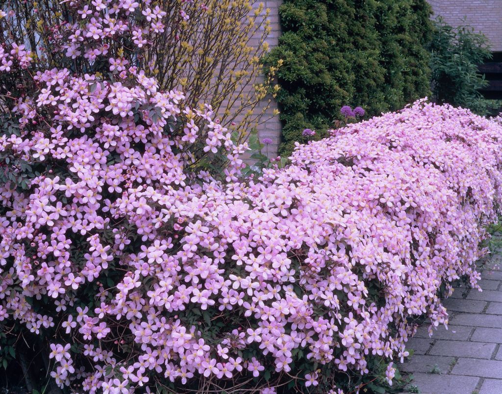 Skupina orezávania Clematis rubens Skupina orezávania Clematis rubens