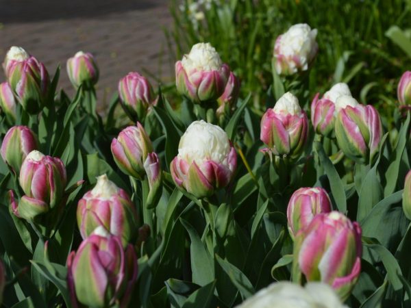 Fotka zmrzliny tulipánov Fotka zmrzliny tulipánov