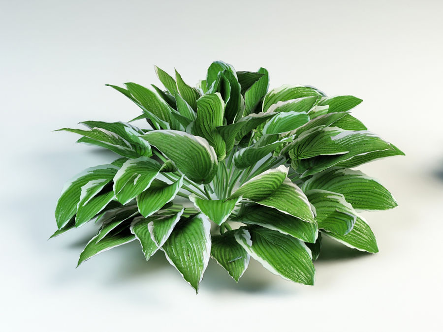 Hosta zvlnená albomarginata