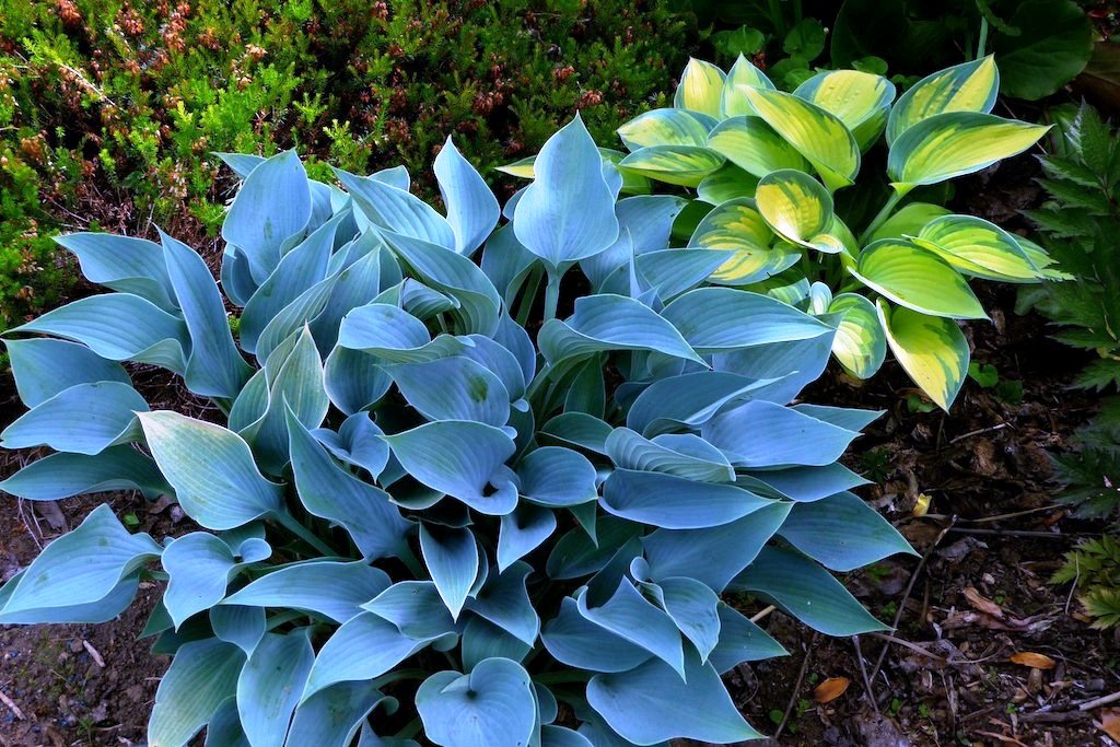 Recenzie na hosta halcyon Recenzie na hosta halcyon