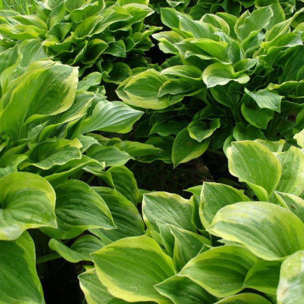 Hosta Golden Tiara Popis Hosta Golden Tiara Popis