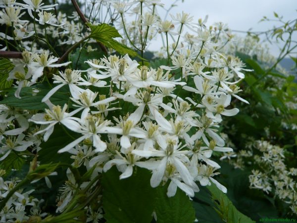 Fotografia hrozna Clematis Fotografia hrozna Clematis
