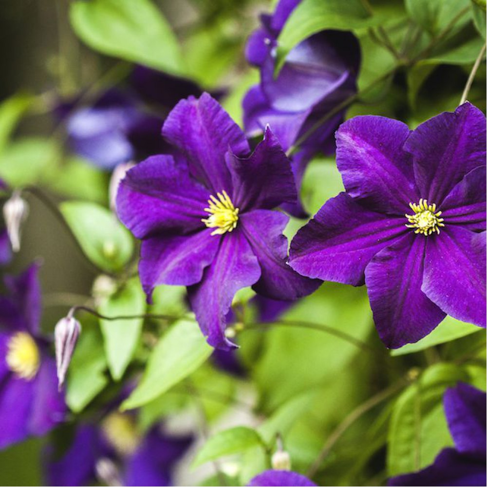 Clematis viola foto a popis