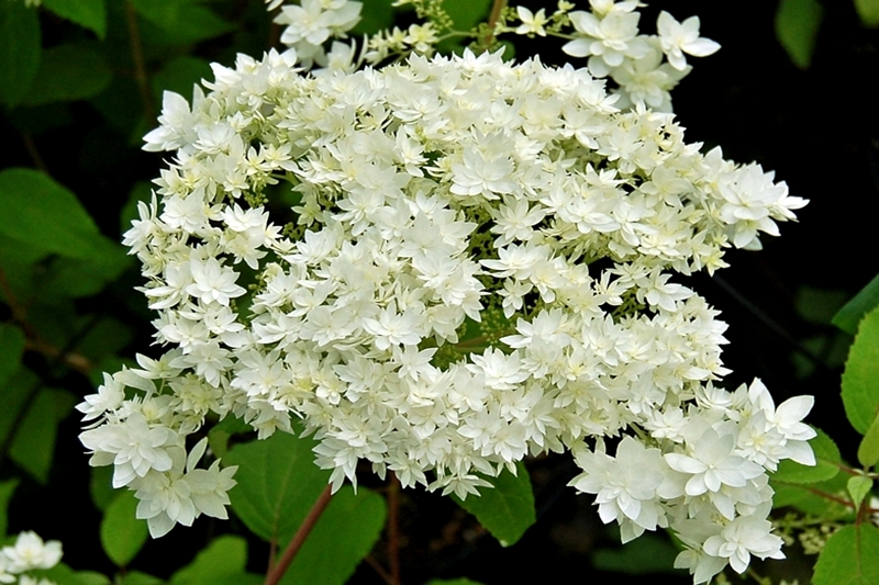 Hydrangea hayes starburst Hydrangea hayes starburst