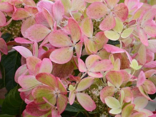 Hydrangea pastelovo zelený chameleón Hydrangea pastelovo zelený chameleón