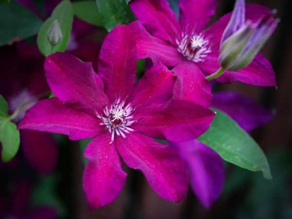 Odroda Clematis Stasik Odroda Clematis Stasik