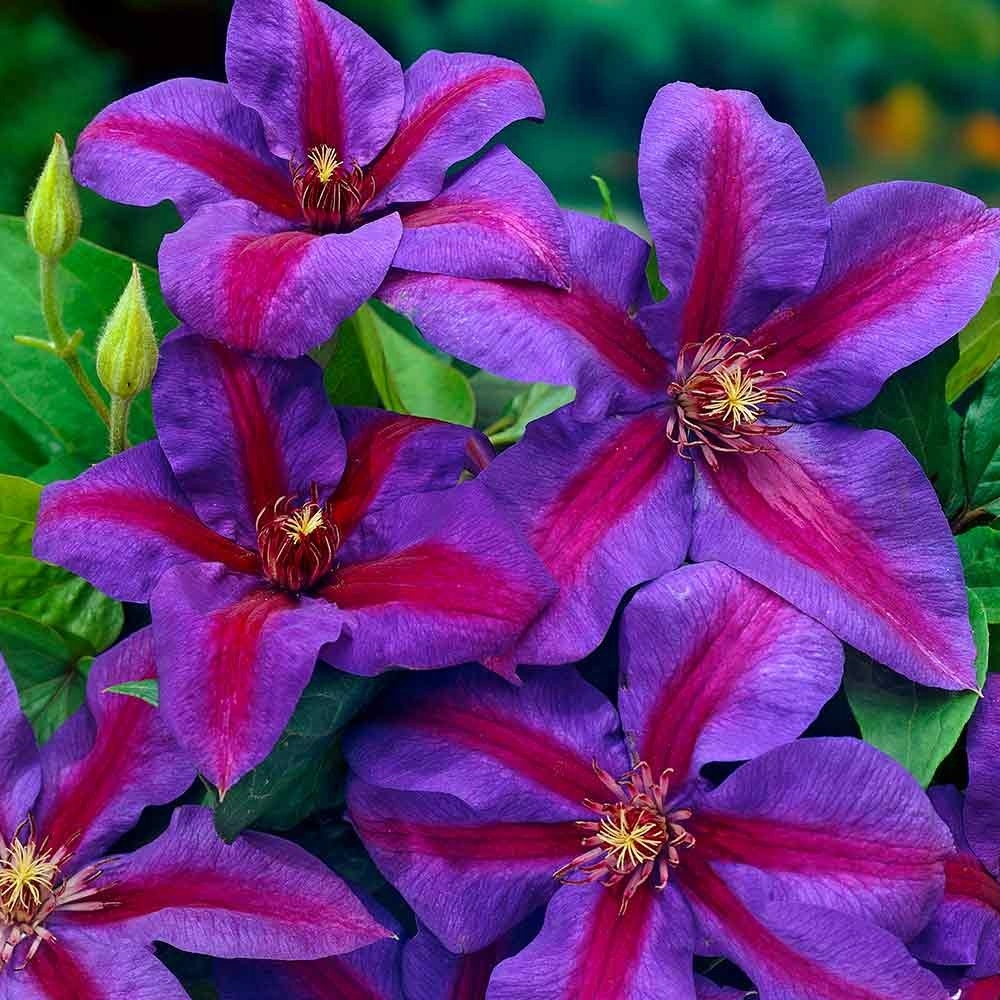 Clematis Thompson Clematis Thompson