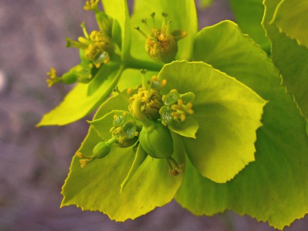 Ako rozkvitnúť euphorbia Ako rozkvitnúť euphorbia