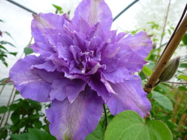 Opis a fotografia Clematis vivian pennel Opis a fotografia Clematis vivian pennel