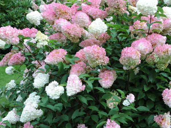 Hydrangea paniculata ružová dáma foto a popis Hydrangea paniculata ružová dáma foto a popis