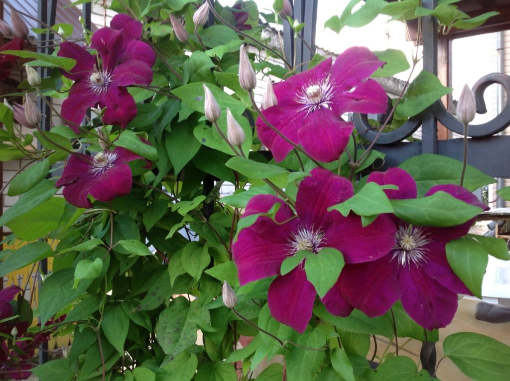 Kardinálne orezávacie pásmo Clematis rouge Kardinálny lemovací pásik Clematis rouge