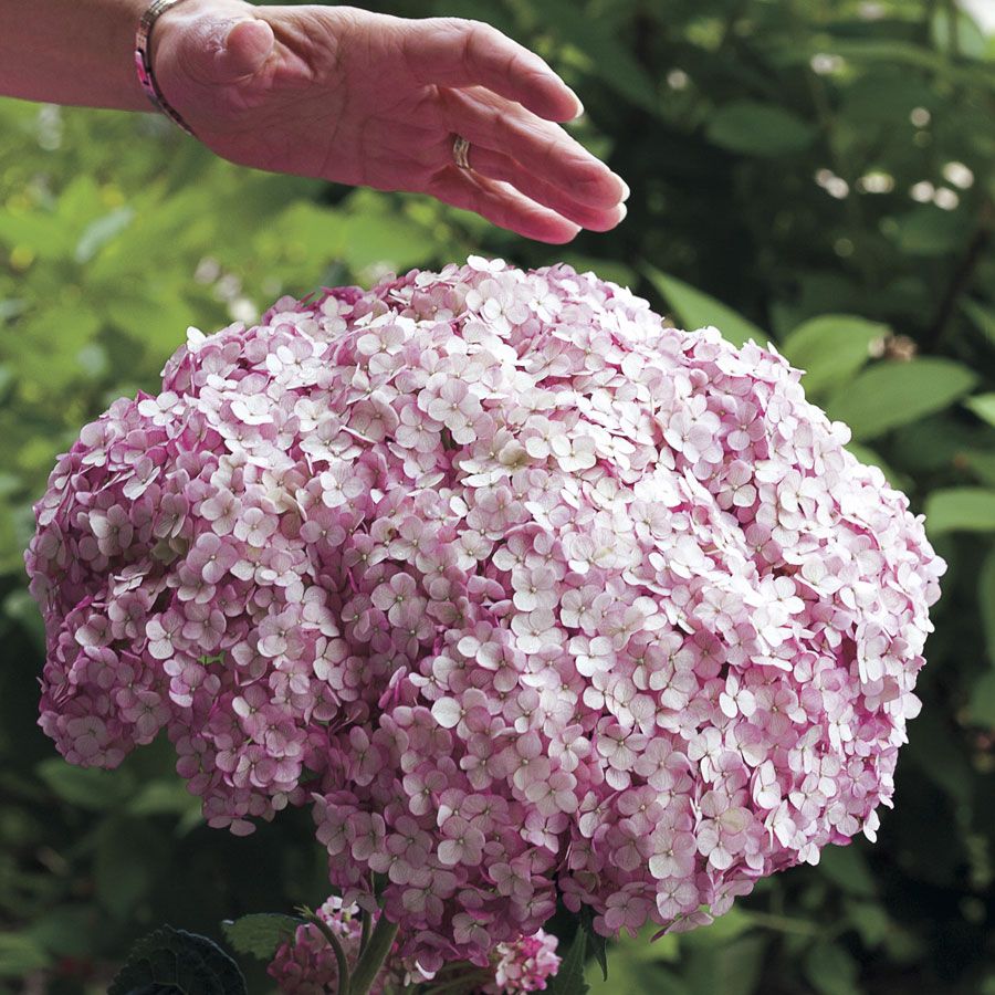 Hydrangea treelike Incredibol