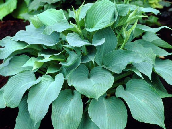 Hosta modrý anjel Hosta modrý anjel