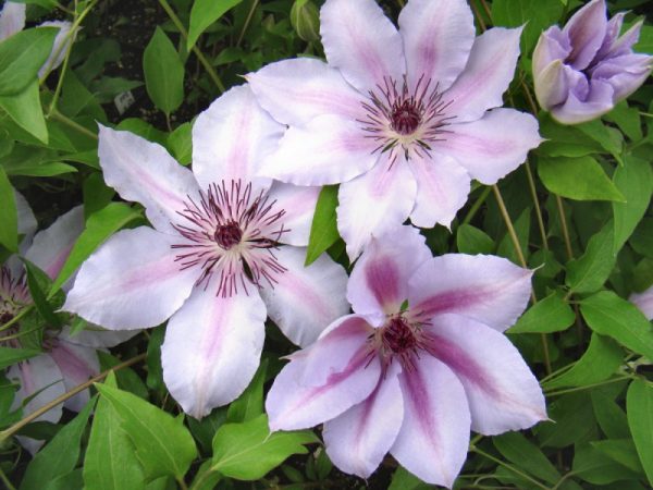 Clematis nelly moser foto a popis Clematis nelly moser foto a popis
