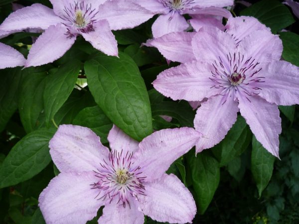 Clematis hybrid hegley hybrid Clematis hybrid hegley hybrid