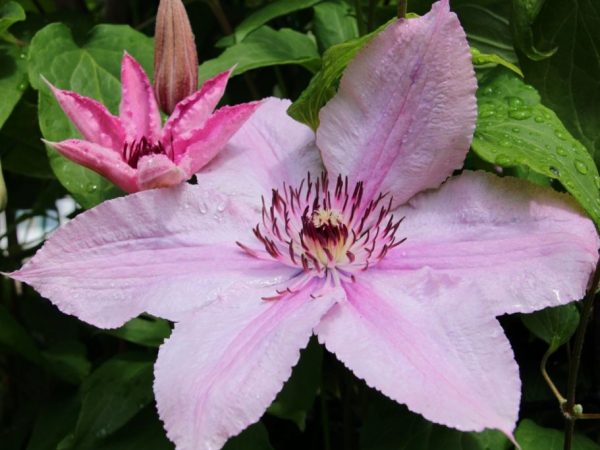 Popis hybridu Clematis hegley Popis hybridu Clematis hegley