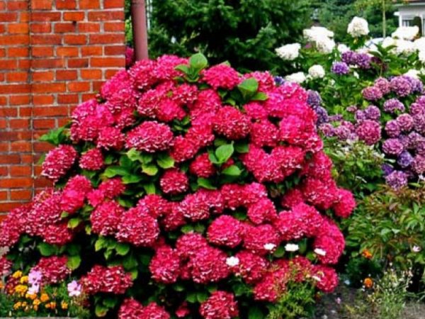 Hydrangea alpengluhen Hydrangea alpengluhen