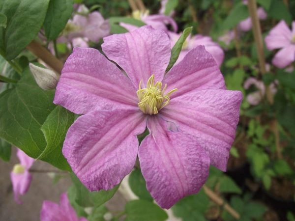 Comtesse de boucher clematis Comtesse de boucher clematis