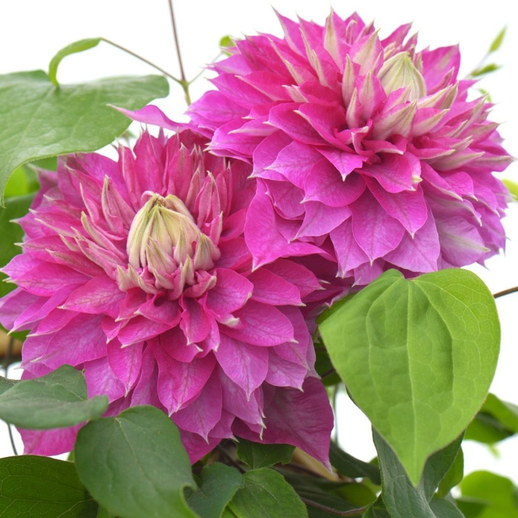 Opis Clematis Kaiser Opis Clematis Kaiser