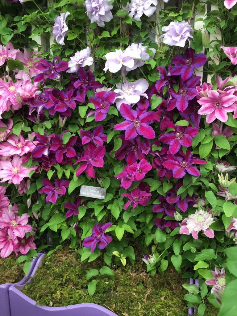 Clematis m thompson Clematis m thompson