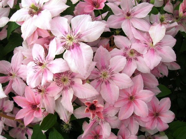 Clematis ružová fantázia Clematis ružová fantázia