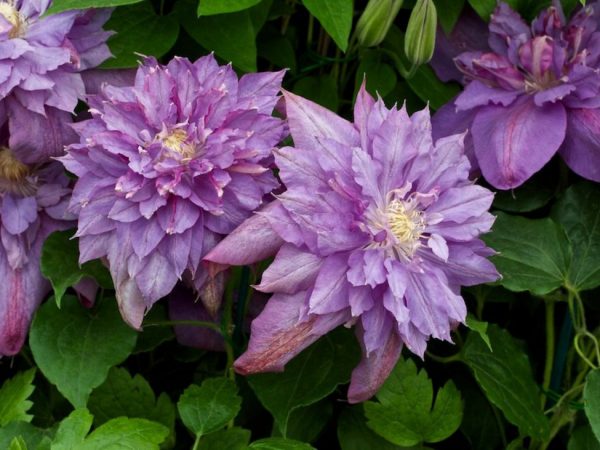 Popis Clematis Vivian Pennel Popis Clematis Vivian Pennel