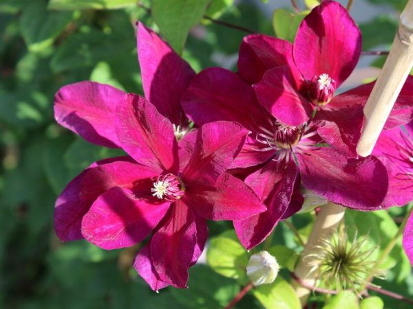 Fotografia s popisom odrody Clematis westerplatte Fotografia s popisom odrody Clematis westerplatte