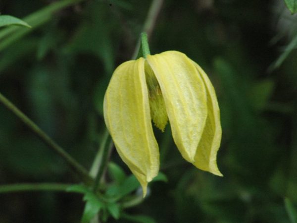 Radar Clematis Tangut Radar Clematis Tangut