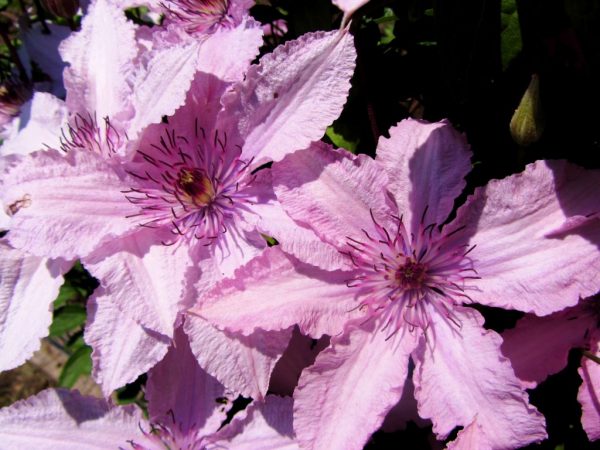 Hegley Hybrid Clematis Hegley Hybrid Clematis