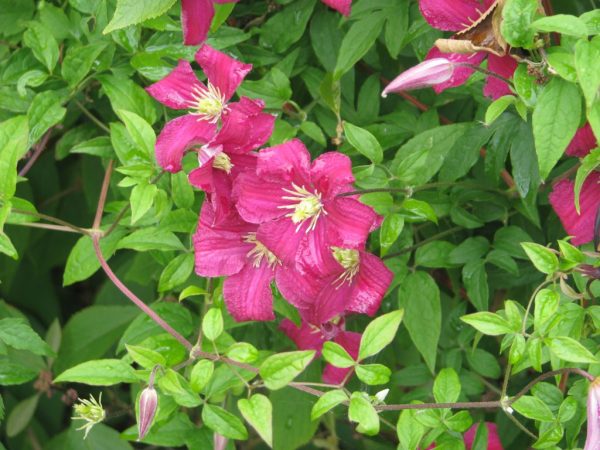 Clematis madame julia correvon