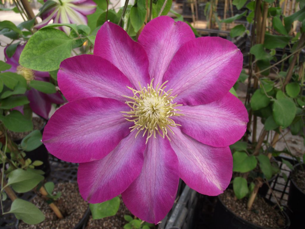 Opis Clematis acao Opis Clematis acao