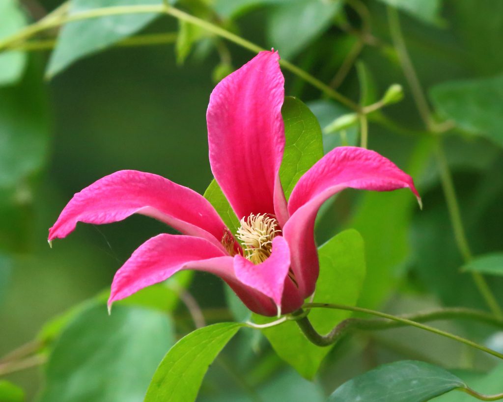 Clematis princezná diana foto a popis