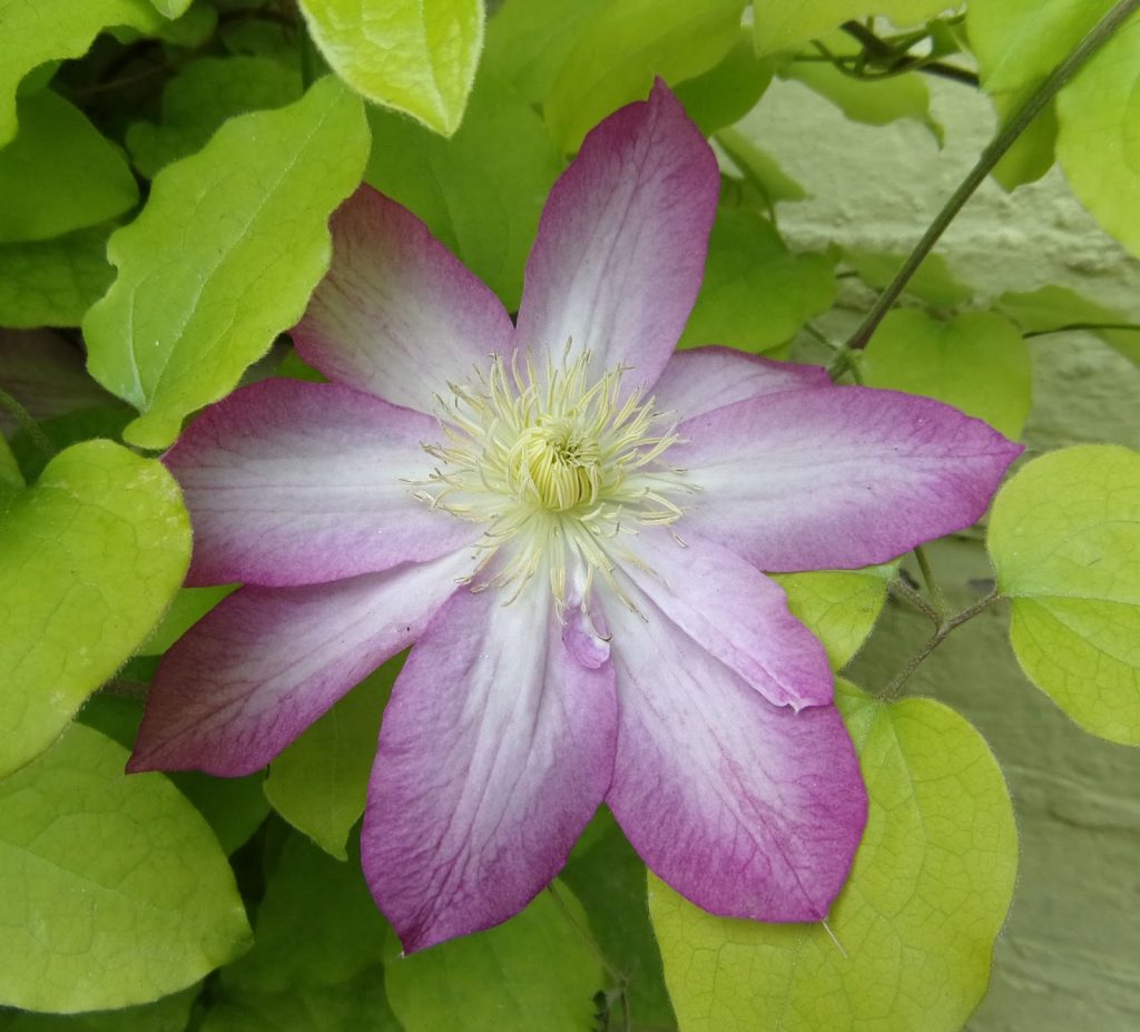 Skupina Clematis acao Skupina Clematis acao