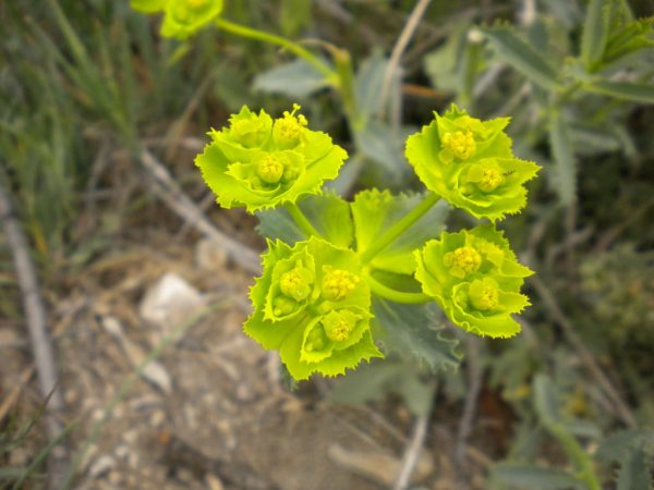 Euphorbia foto burina s ostnatými listami Euphorbia foto burina s ostnatými listami