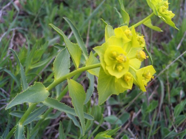 Spoločná fotografia Euphorbia Spoločná fotografia Euphorbia