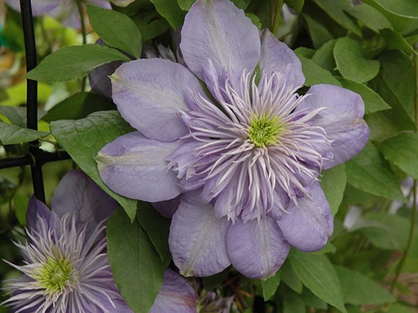 Fotografia modrého svetla Clematis Fotografia modrého svetla Clematis