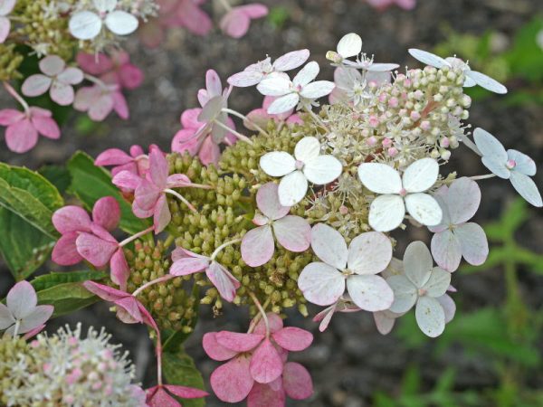 Hydrangea paniculata veľký ben Hydrangea paniculata veľký ben