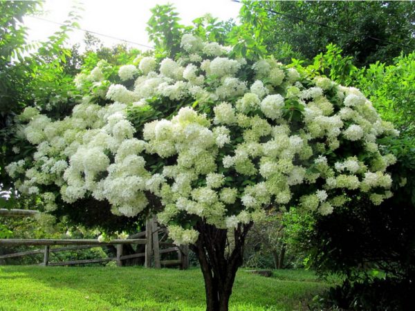 Hydrangea grandiflora grandiflora Hydrangea grandiflora grandiflora