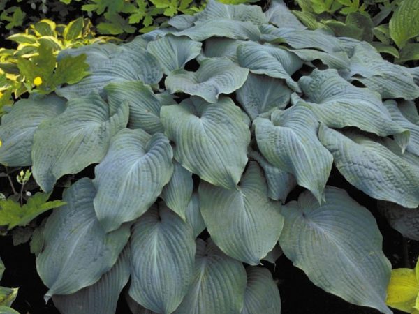 Hosta modrý anjel popis a fotografia Hosta modrý anjel popis a fotografia