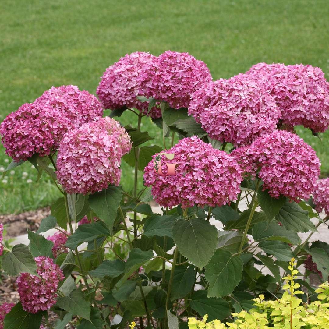 Hortenzia Magic Pinkerbell Hortenzia Magic Pinkerbell
