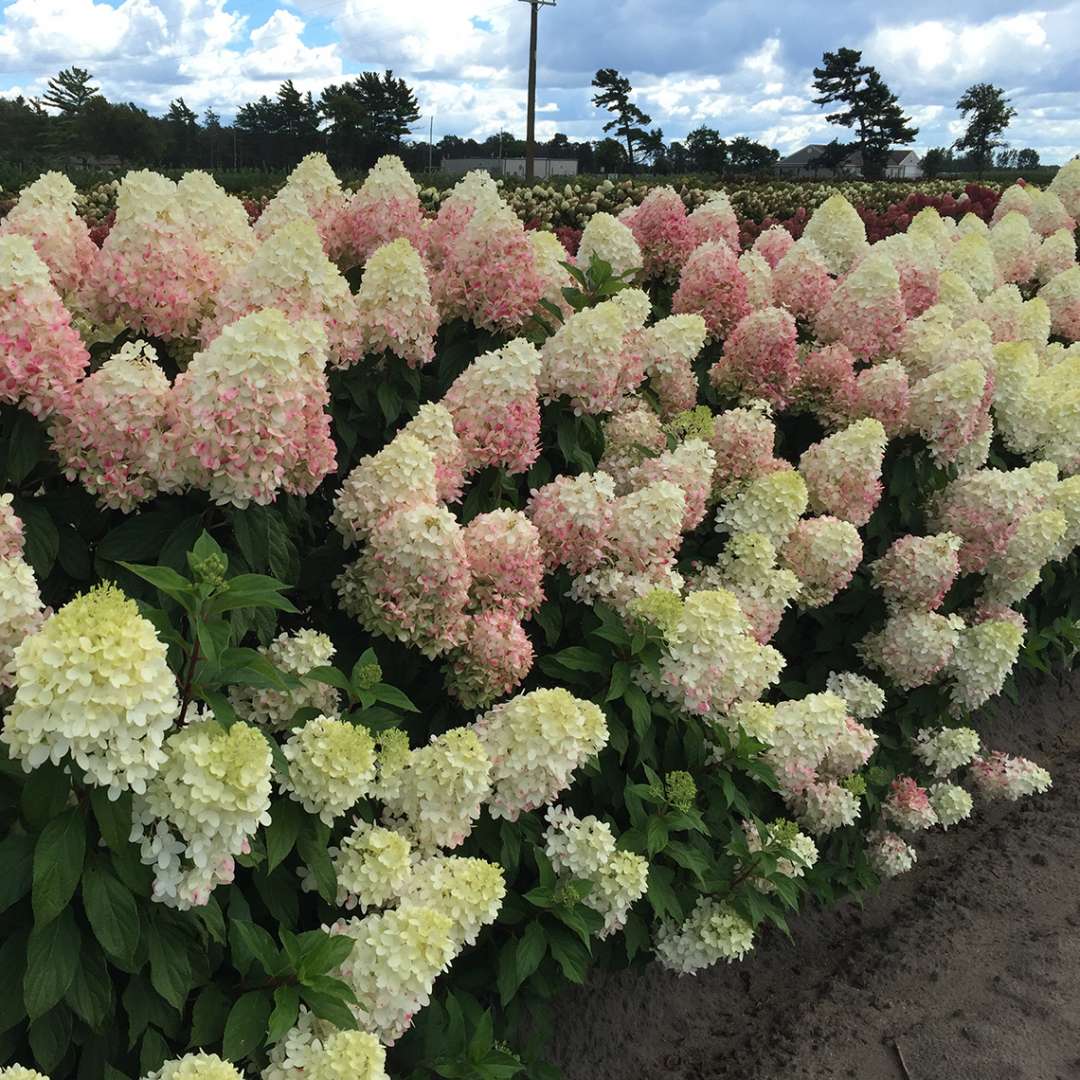 Recenzie na Hydrangea dolly paniculata Recenzie na Hydrangea dolly paniculata