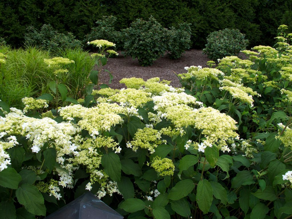 Recenzie na Hydrangea Hayes Starburst Recenzie na Hydrangea Hayes Starburst