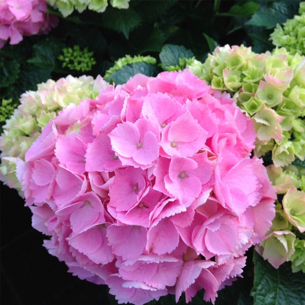 Hydrangea paniculata airlie senseishen