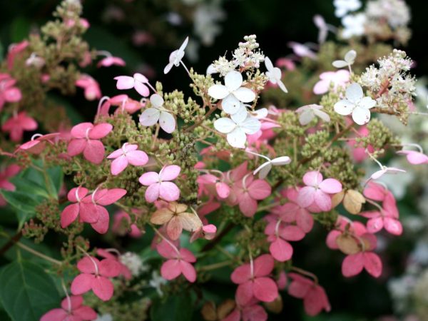 Hydrangea paniculata popis veľkého benu Hydrangea paniculata popis veľkého benu